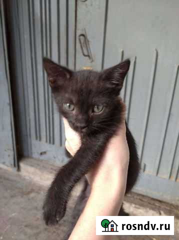 Котята в добрые руки Волгоград - изображение 1