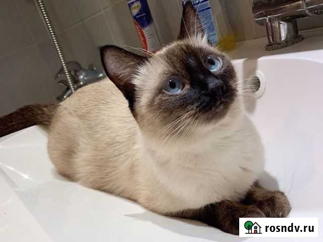 Тайская красавица Московский - изображение 1