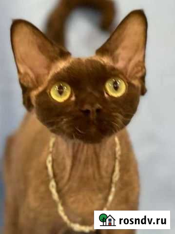 Девон-рекс кот шоколад Нижний Новгород - изображение 1