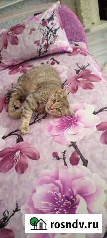 Кошка в добрые руки Кулебаки - изображение 1