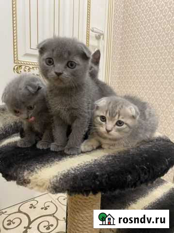 Шотландские вислоухие котята Панковка - изображение 1