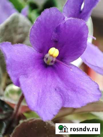 Фиалка Шелехов - изображение 1