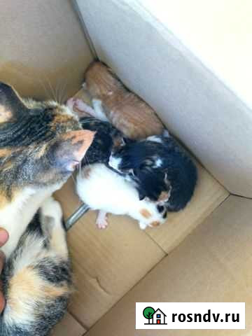 Котята в добрые руки даром Сочи - изображение 1