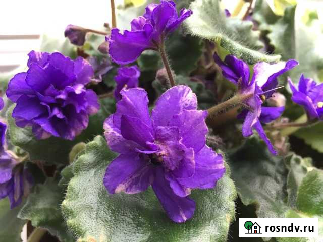 Фиалка узамбарская(розовая полная с белым ободком Моздок - изображение 1