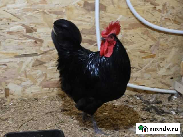 Куры Петух Синь Синь Дянь Иркутск - изображение 1