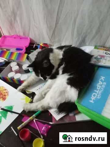 Кошка в дар Екатеринбург - изображение 1