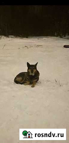 Ищем хозяев Казань - изображение 1