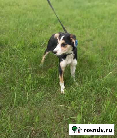 Боня Калининград - изображение 1