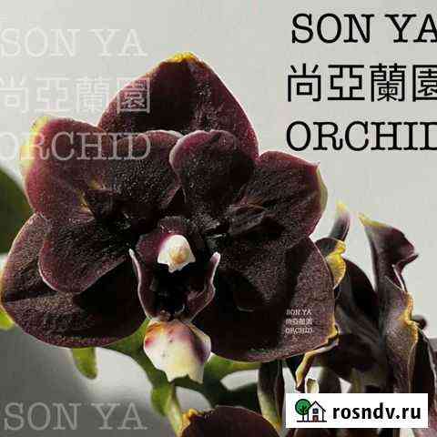 Орхидея Phal. Black Prince ES. бабочка Ярославль