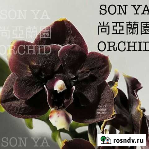 Орхидея Phal. Black Prince ES. бабочка Ярославль - изображение 1
