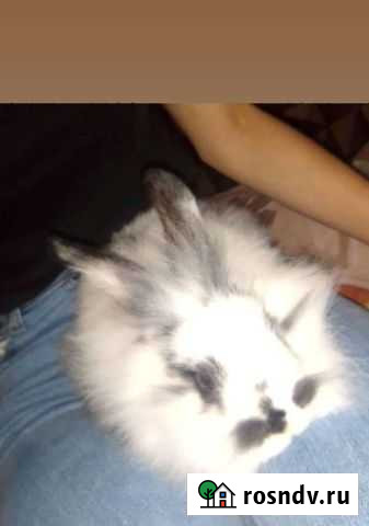 Декоративные карликовые кролики Чита - изображение 1