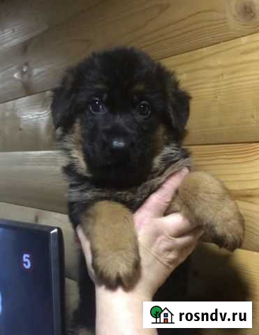 Щенки Немецкой овчарки с родословной. Разные помет Нижний Тагил - изображение 1