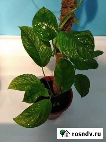 Монстера (сорт с неразрезанным листом) Пенза - изображение 1