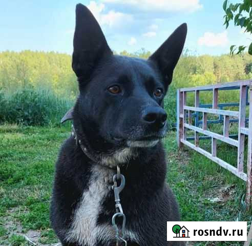 Пёс в добрые руки Екатеринбург - изображение 1