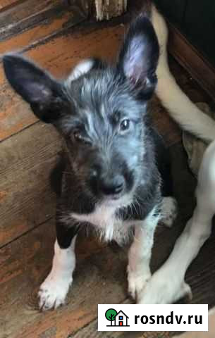 Щенки Саранск - изображение 1