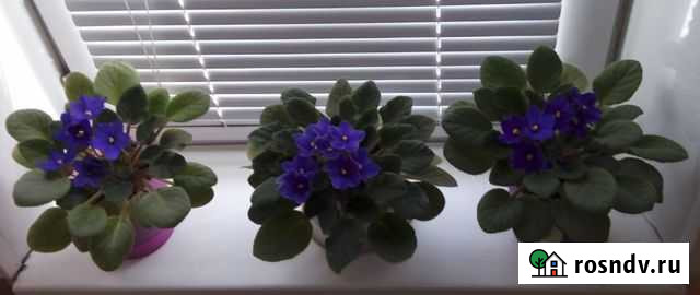 Фиалка Ковров - изображение 1