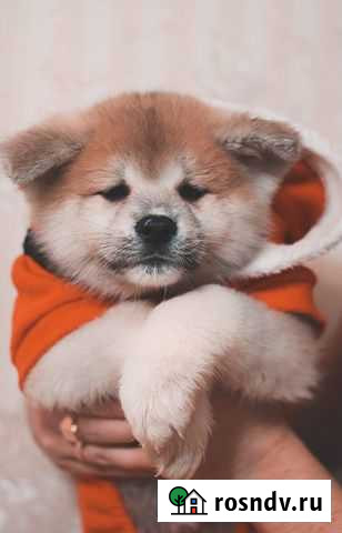 Мальчики акита Казань - изображение 1