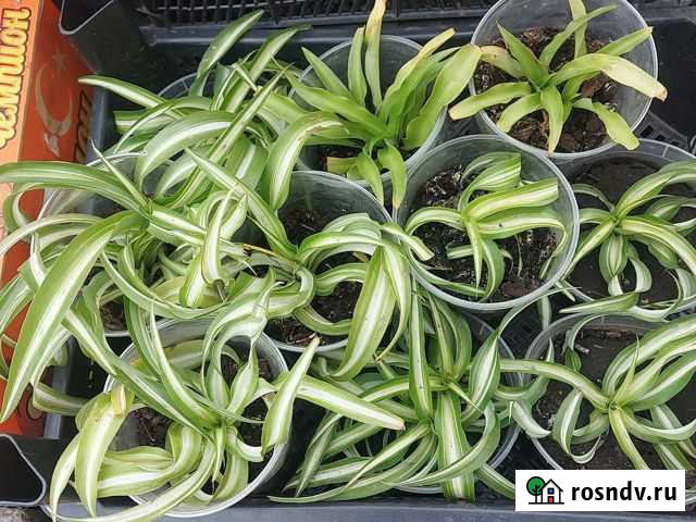 Хлорофитум бонни Сердобск - изображение 1