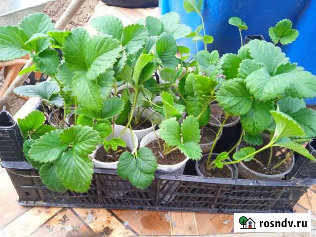 Клубника рассада Севастополь - изображение 1