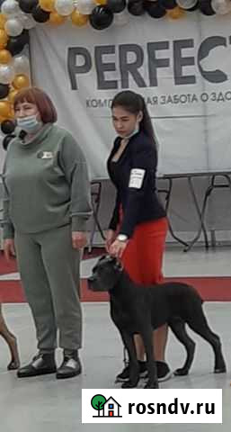 Кане Корсо Тюмень - изображение 1