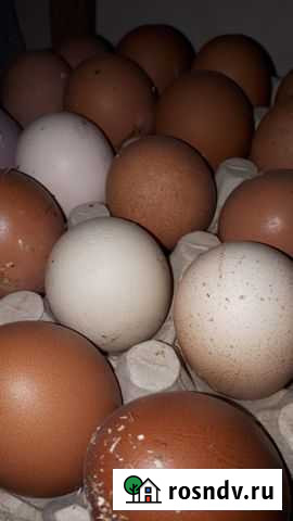 Домашние куриные яйца Лесколово - изображение 1