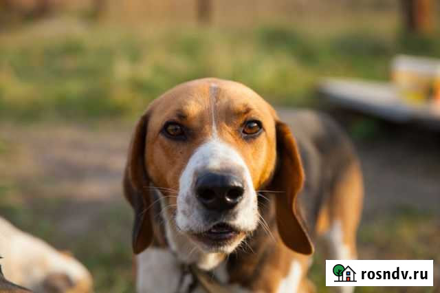 Пёс породы русская пегая гончая ищет дом Волгодонск - изображение 1