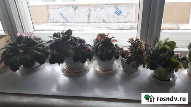 Фиалка Кемерово - изображение 1