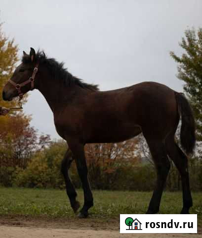 Продаются жеребята Кострома - изображение 1