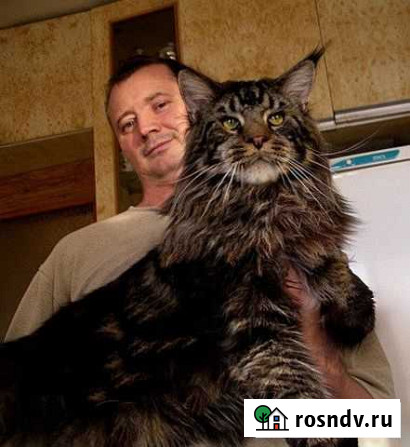 Котята самой крупной кошки в мире Краснодар - изображение 1