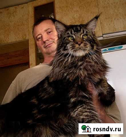 Котята самой крупной кошки в мире Краснодар - изображение 1