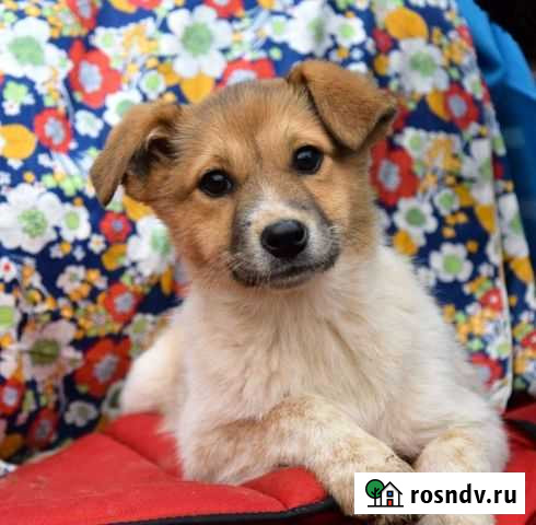 Щенок в добрые руки Серпухов - изображение 1