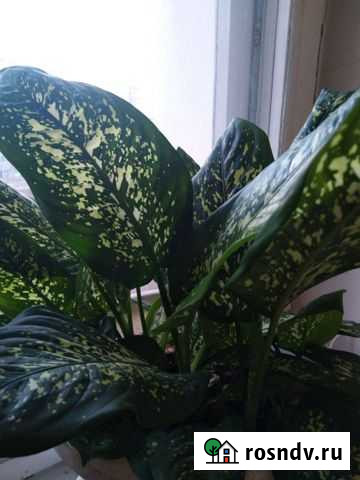 Диффенбахия Чебоксары - изображение 1