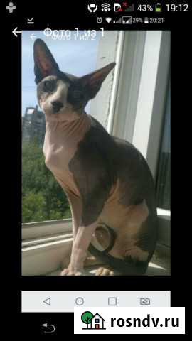 Канадский сфинкс,вязка Рязань - изображение 1