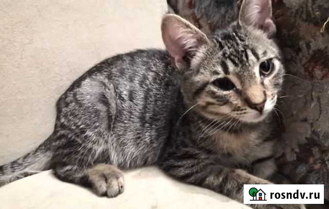 Котенок ждет Вас Краснодар - изображение 1