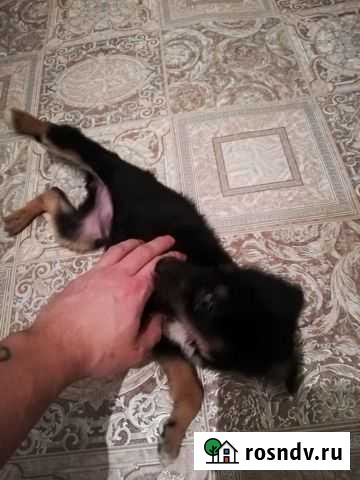 Щенок в добрые руки Энгельс - изображение 1