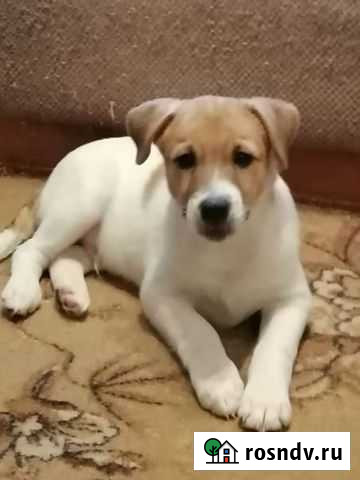 Щенок ищет хозяина Великий Новгород - изображение 1