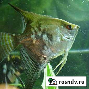 Скалярия Зелёный ангел Псков - изображение 1