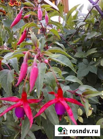 Комнатные цветы Барнаул - изображение 1