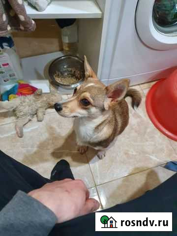 Найдена собака Воронеж - изображение 1