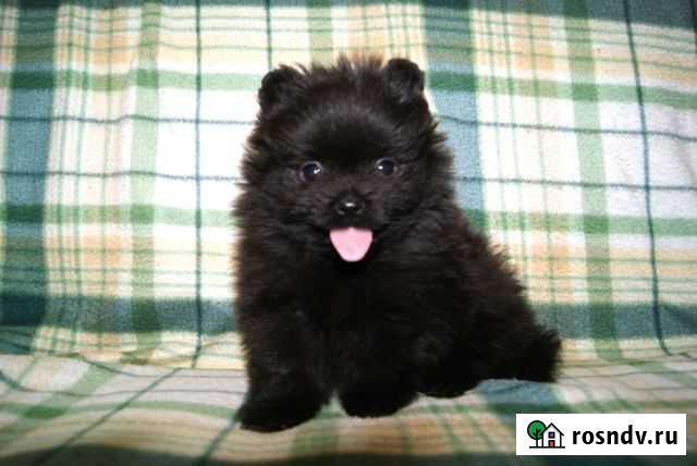 Шпиц мальчик малюсенький Пермь - изображение 1