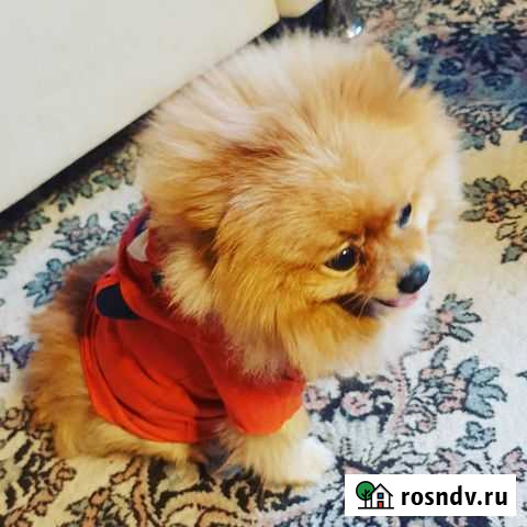 Ищем невесту породы Шпиц Черкесск - изображение 1