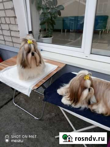 Вязка Ши тцу Пионерский - изображение 1