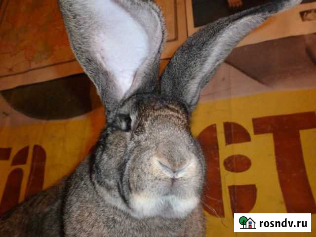 Продам -Кроликов великанов разных пород Льгов - изображение 1
