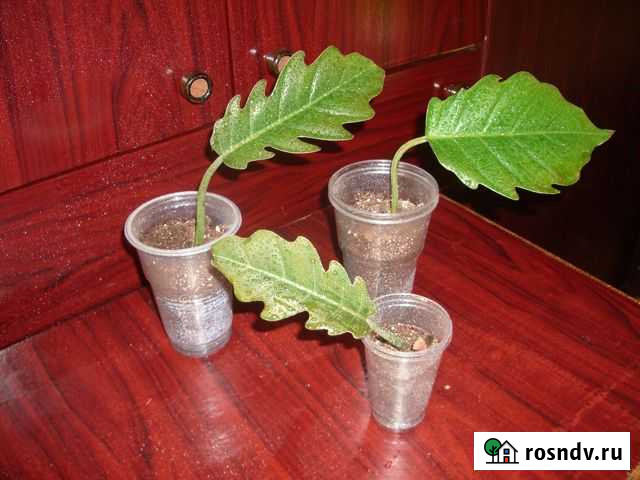 Растения Петрозаводск - изображение 1