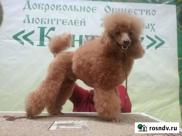 Пудель Екатеринбург - изображение 1