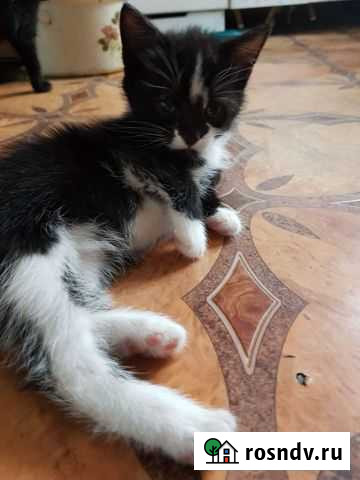 Котята в добрые руки Калуга - изображение 1