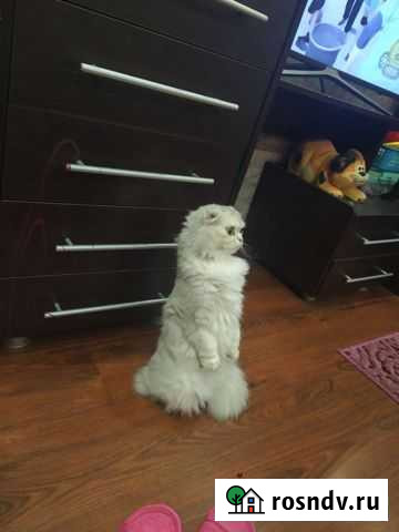 Ищем котика для вязки Новомосковск - изображение 1