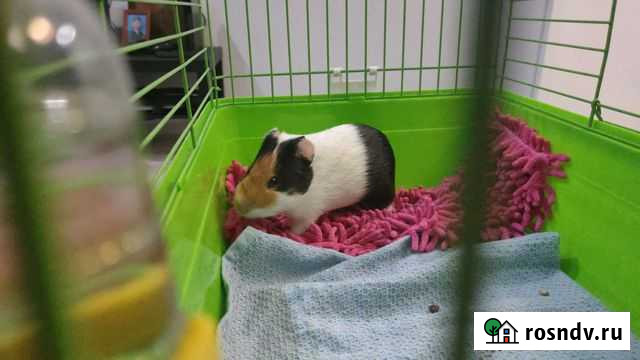 Морские свинки Иркутск - изображение 1