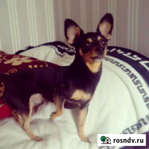 Кобель ждёт невест, для продолжения рода Чита - изображение 1