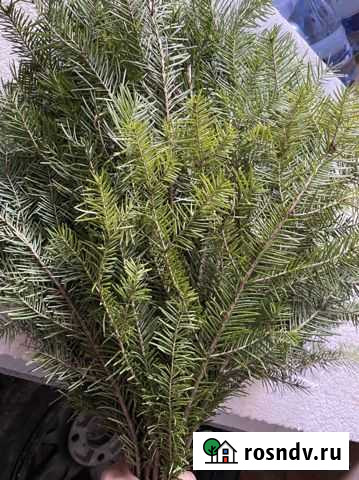 Пихта, можжевельник Нягань - изображение 1